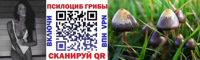 Псилоцибиновые грибы мицелий  Светлоград 